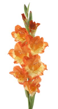 Gladiolus clipart