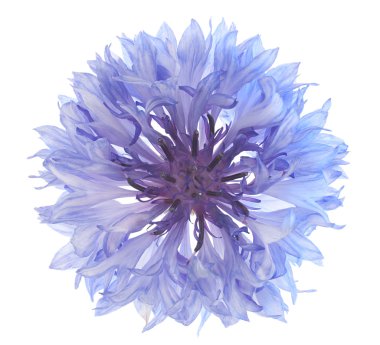 Cornflower clipart