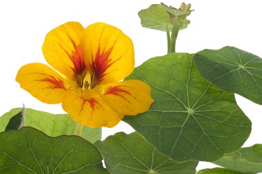 Nasturtium