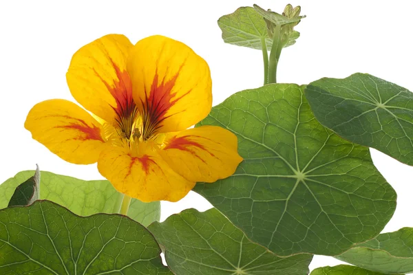 stock image Nasturtium