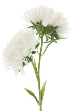 China aster clipart