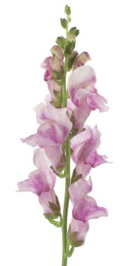 Snapdragon clipart