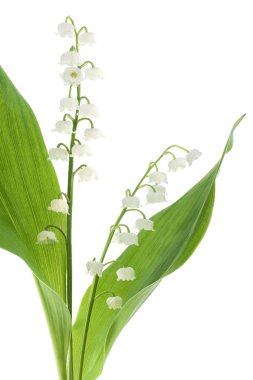 Lily of the valley clipart