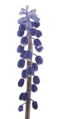 Muscari