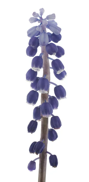 stock image Muscari