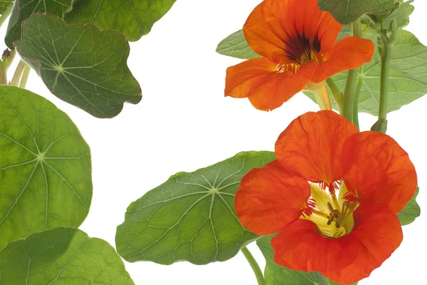 stock image Nasturtium