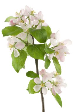 Apple blossom clipart