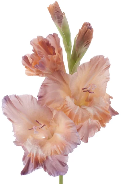 Gladiolus — Stock fotografie