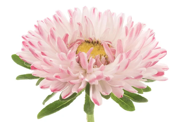 Stock image China aster