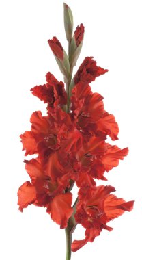 Gladiolus clipart