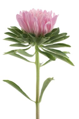 China aster clipart