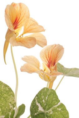 Nasturtium clipart