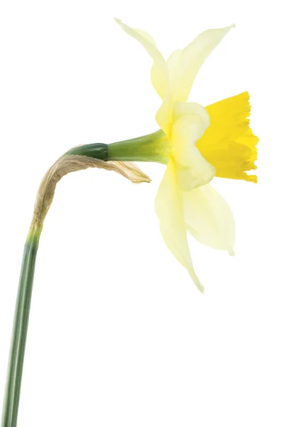 Sarı Renkli Daffodil Izole Üzerinde Beyaz Arka Studio Vurdu Büyük — Stok fotoğraf
