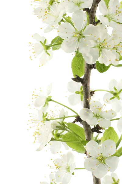 stock image Plum blossom