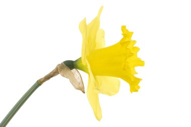 Daffodil clipart