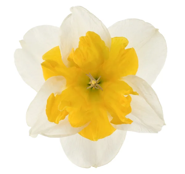 Studio Shot Yellow White Colored Daffodil Aislado Sobre Fondo Blanco —  Fotos de Stock