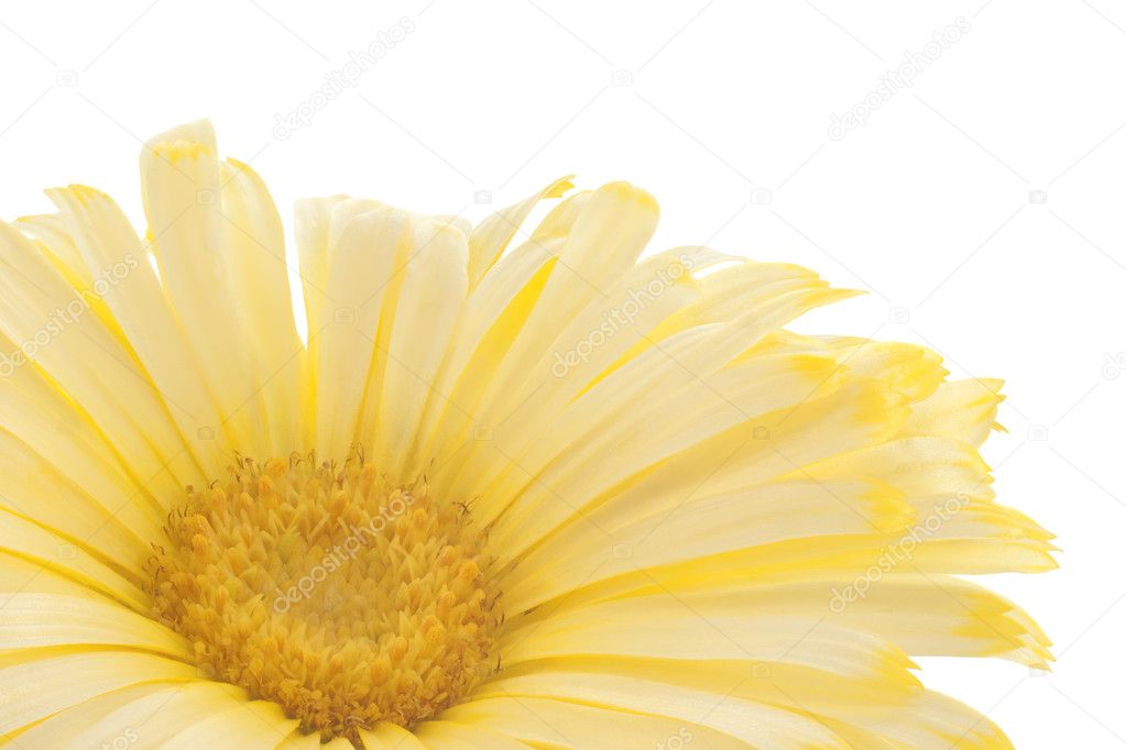 Studio Shot of Yellow Colored Calendula Isolated on White Background. Large Depth of Field (DOF). Macro. Sacred Flower of Ancient India.