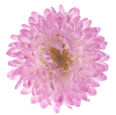 China aster clipart
