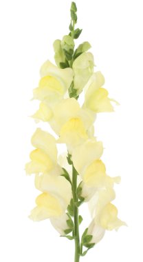 Snapdragon clipart