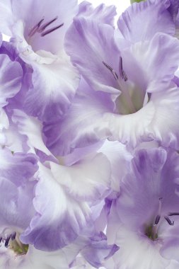 Gladiolus clipart