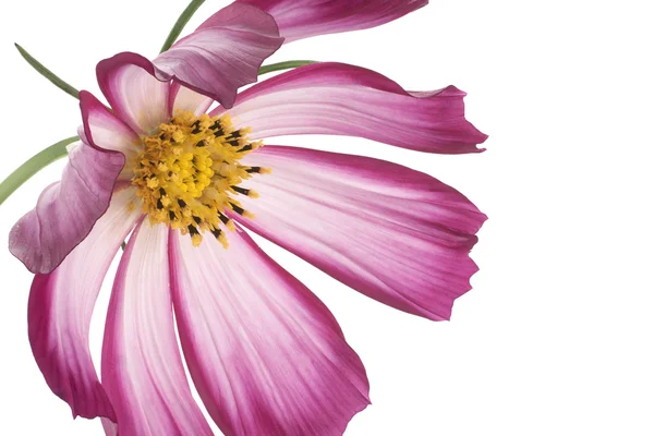 stock image Studio Shot of Magenta and White Colored Cosmos Isolated on White Background. Large Depth of Field (DOF). Macro.