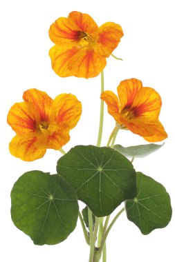 Studio Shot of Red and Yellow Colored Nasturtium Isolated on White Background. Large Depth of Field (DOF). Macro. Symbol of Fame, Charity and Trust. clipart