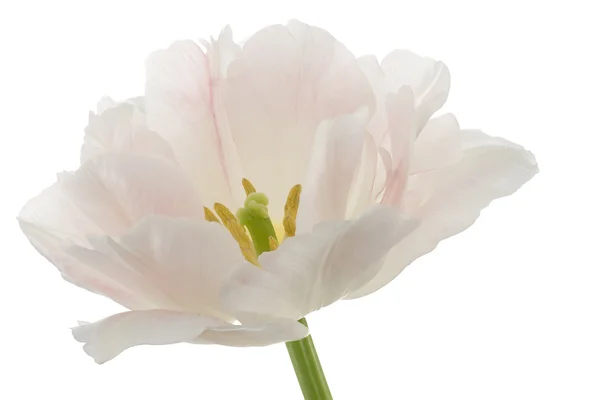 Bunga Tulip — Stok Foto