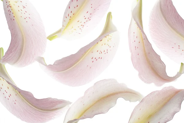 Płatki lilii — Zdjęcie stockowe