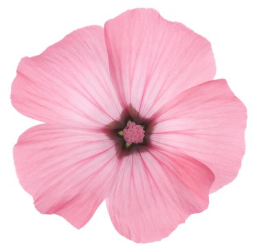 Studio Shot of Pink Colored Rose Mallow Isolated on White Background. Large Depth of Field (DOF). Macro. clipart