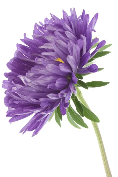 stock image China aster