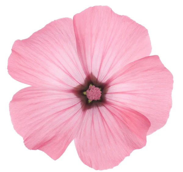 Studio Shot Pink Colored Rose Mallow Isolado Fundo Branco Grande — Fotografia de Stock