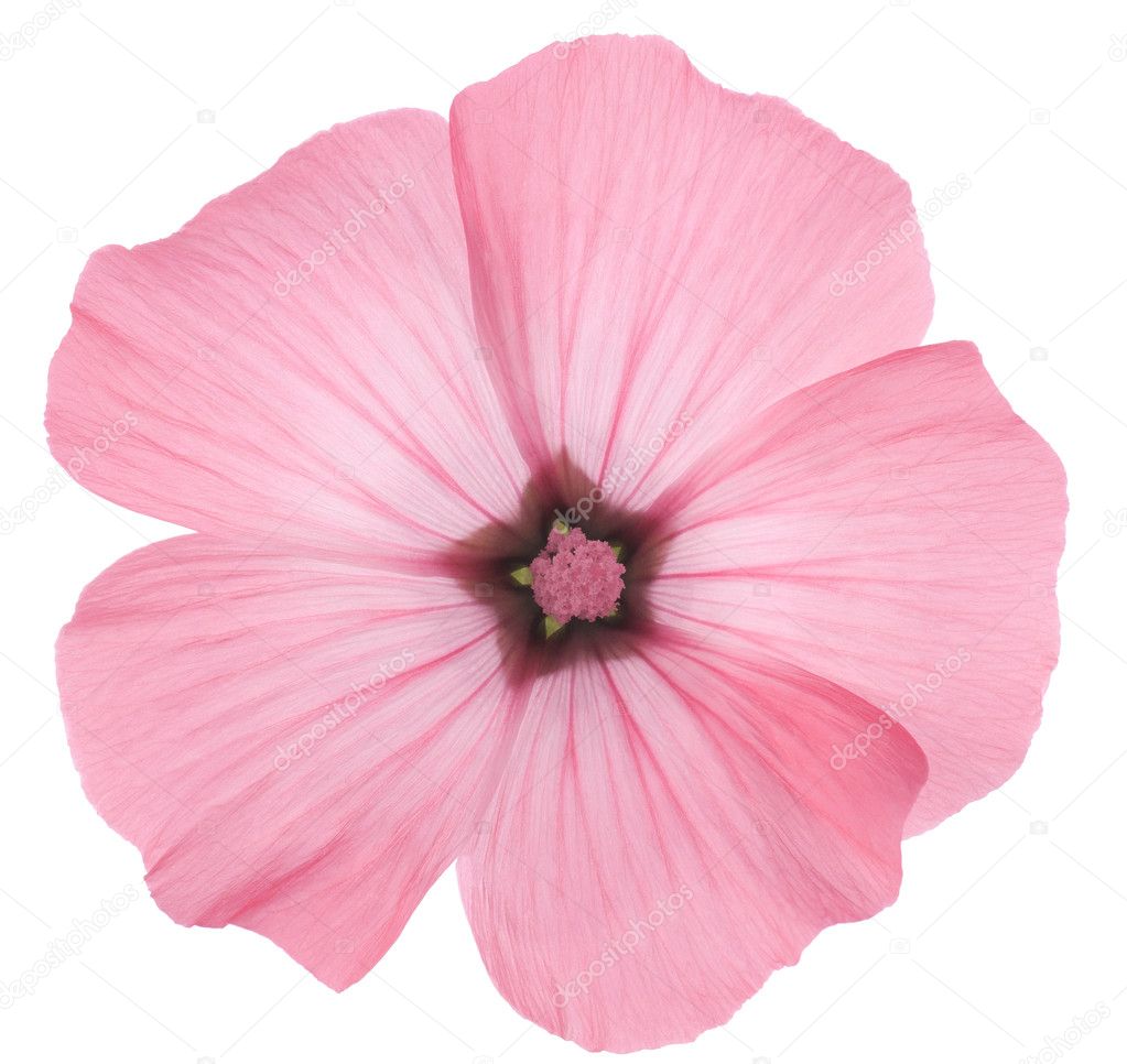 Studio Shot of Pink Colored Rose Mallow Isolated on White Background. Large Depth of Field (DOF). Macro.