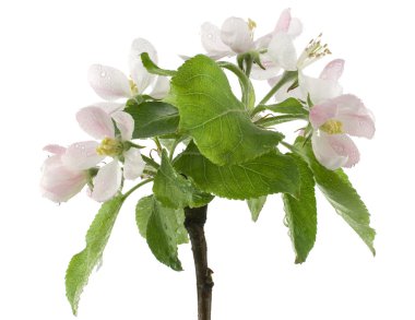 Studio Shot of Pink Colored Blossoming Apple Branch with Water Drops Isolated on White Background. Macro. clipart