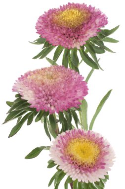 Studio Shot of White and Magenta Colored China Aster Isolated on White Background. Large Depth of Field (DOF). Macro. Symbol of Jealosy. clipart