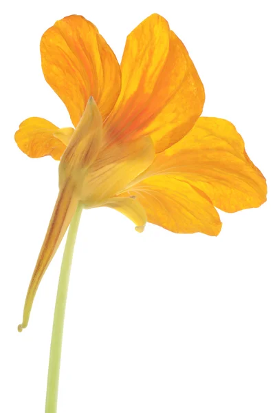 Studioaufnahme Von Gelb Und Orange Gefärbten Kapuzinerkresse Isoliert Auf Weißem — Stockfoto
