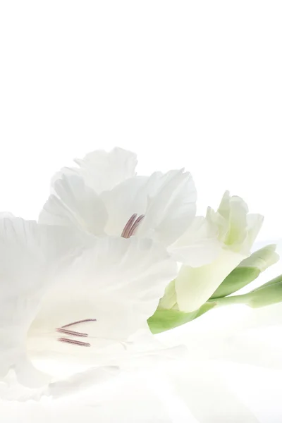 Studio Shot White Colored Gladiolus Fundo Branco Grande Profundidade Campo — Fotografia de Stock