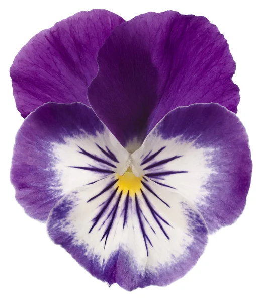 三色紫罗兰花 — 图库照片