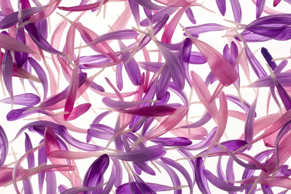 紫やピンク色のアスター花びら背景のスタジオ ショット マクロ Jealosy のシンボル — ストック写真