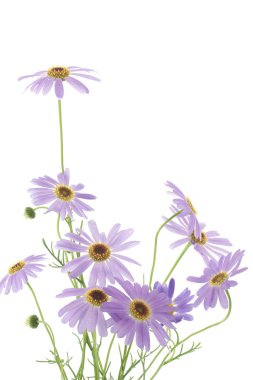 Brachyscome clipart