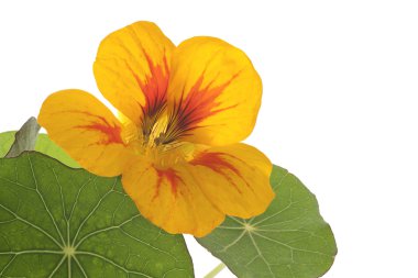 Nasturtium