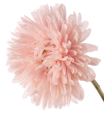 China aster clipart