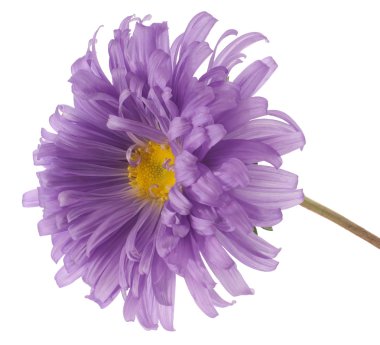 Çin aster