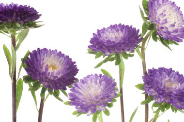 China aster clipart