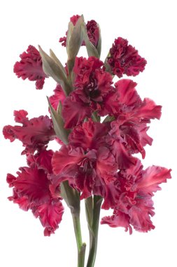 Gladiolus clipart