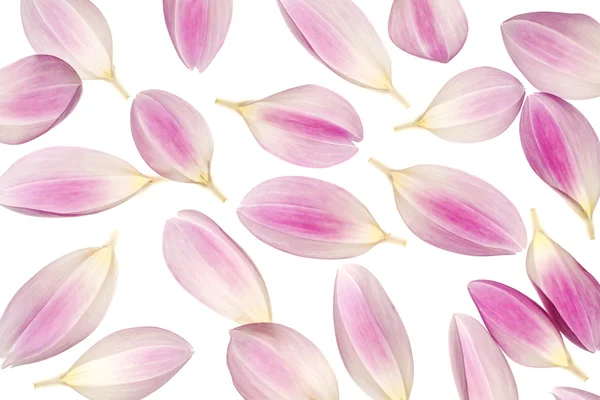 Dahlia petals — Stock Photo, Image