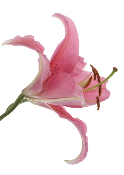 Lírio flor — Fotografia de Stock