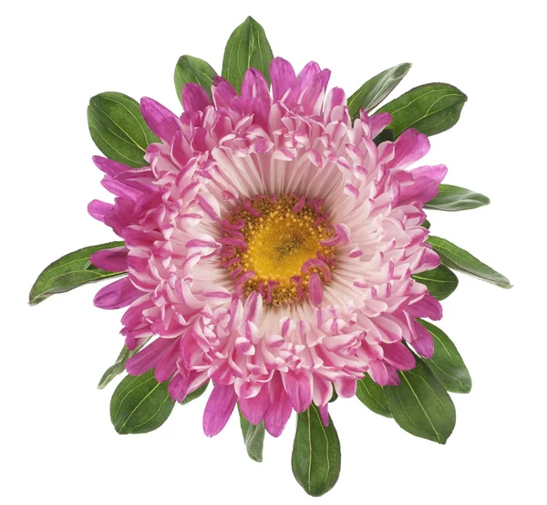 stock image China aster