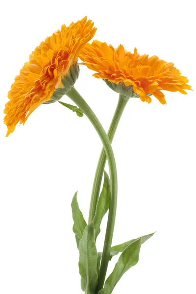 stock image Calendula