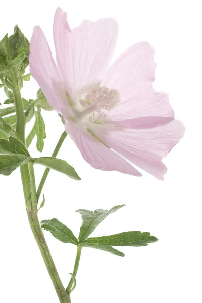 stock image Mallow