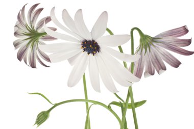 Osteospermum